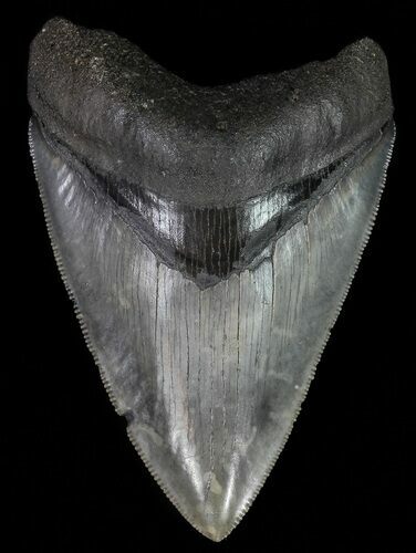 Fossil Megalodon Tooth - Serrated Blade #70766